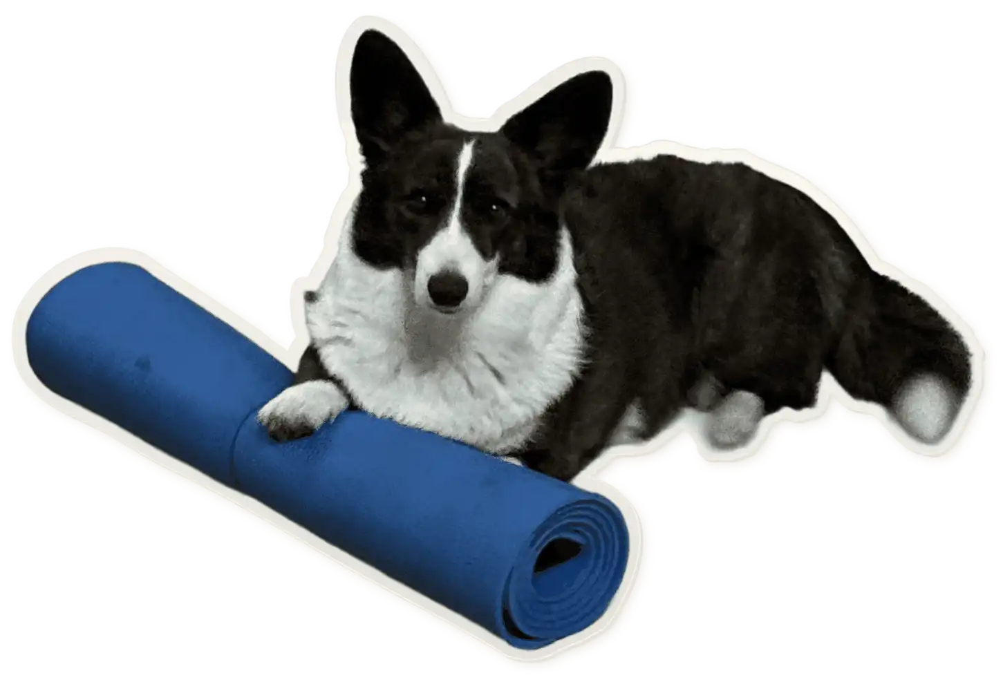 Jojo, a corgi, resting on a blue yoga mat